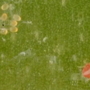 thumbnail for publication: Wellsina Mite Hemicheyletia wellsina (De Leon) (Arachnida: Acari: Cheyletidae)